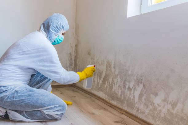 Mold Remediation specialist working in Federal Way