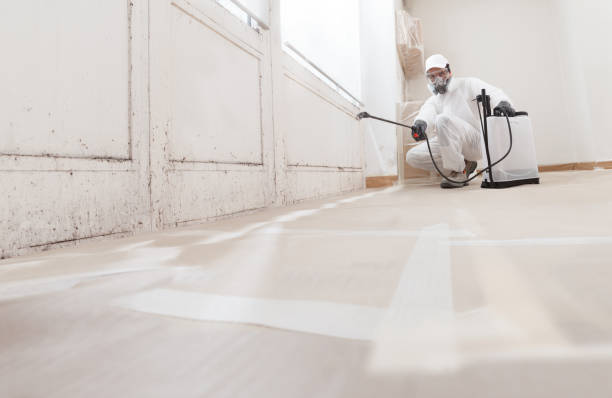 Black mold remediation team in Federal Way